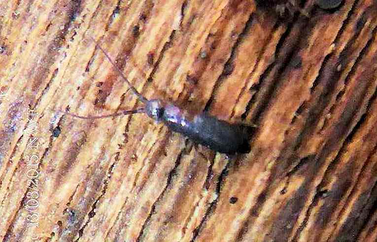 Tomocerus sp.
